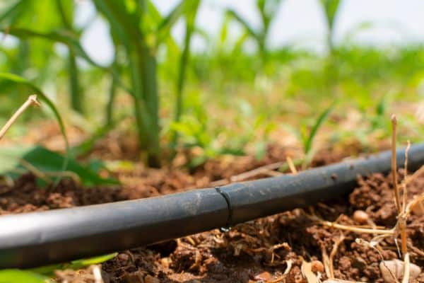 Drip vs. Sprinkler Irrigation: Which Is Right for Your Garden?