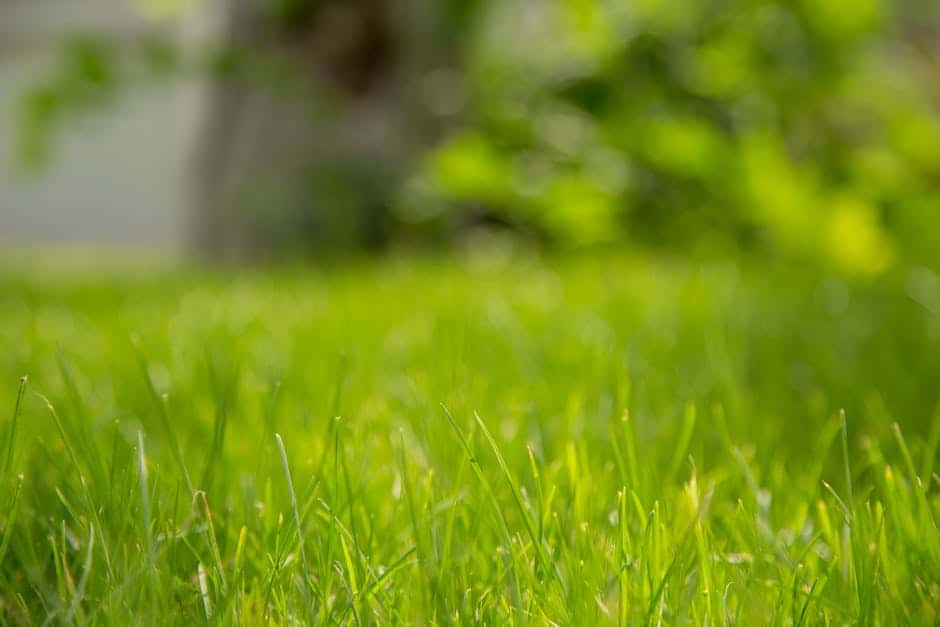 Best Lawn Irrigation Systems for Efficient Watering