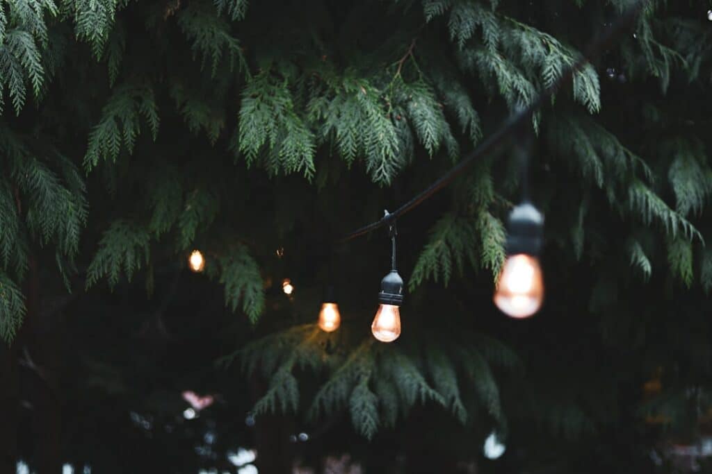 Illuminate Your Garden: A Buyer’s Guide to Outdoor Lights